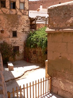 Египет, Синай, монастырь Святой Екатерины. Неопалимая Купина растет в выложенном плитами саду за церковью Юстиниана в самом сердце монастыря.