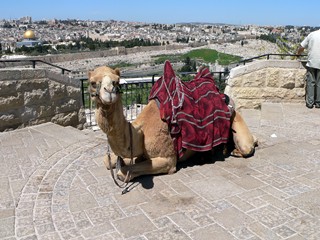 Израиль, Иерусалим. Верблюд на обзорной площадке.