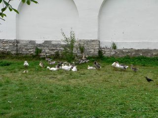 Дзержинский, Николо-Угрешский мужской монастырь, гуси