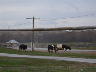 Село Ташла, коровы