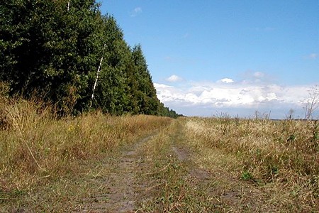 Леса и поля в Тульской области.