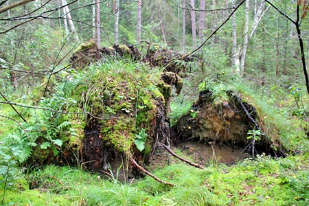 Лес в Костромской области.